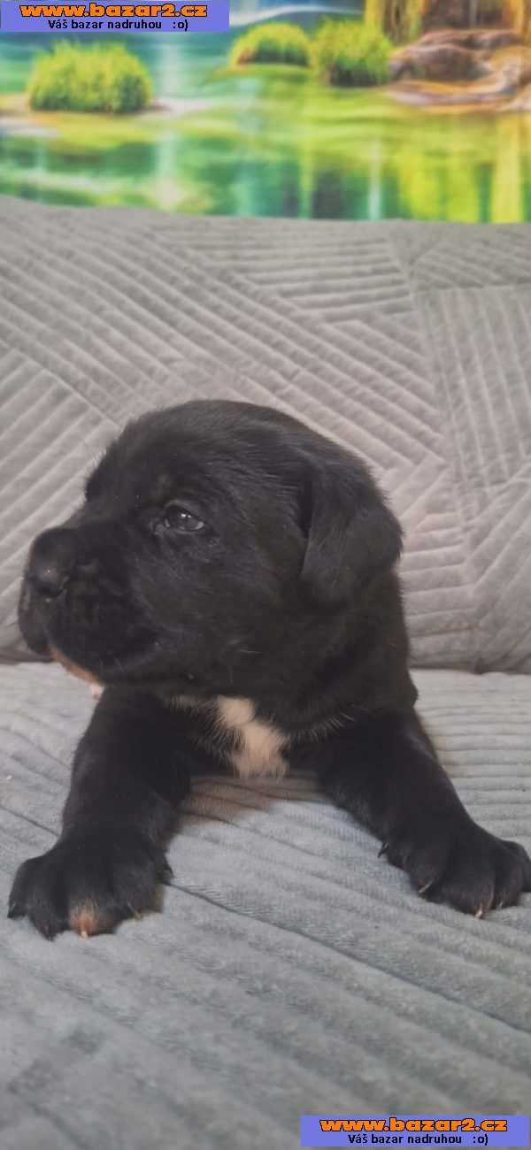 Cane Corso štěňata