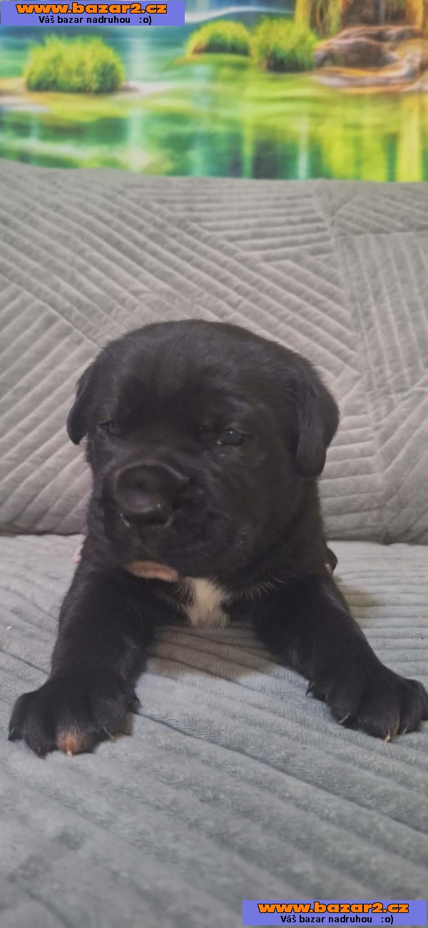 Cane Corso štěňata
