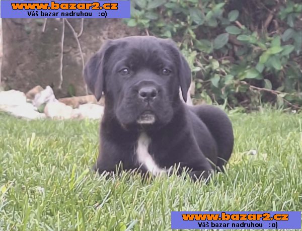 Cane Corso štěňata