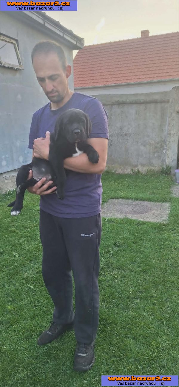 Cane Corso štěňata