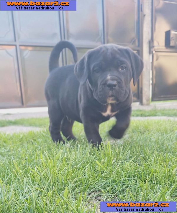 Cane Corso štěňata