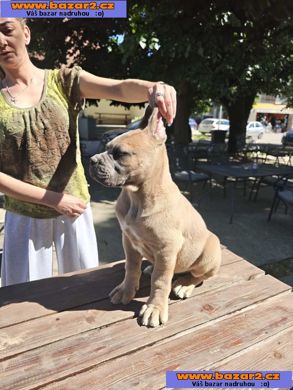 Cane Corso – Krásná formentino štěňata na prodej