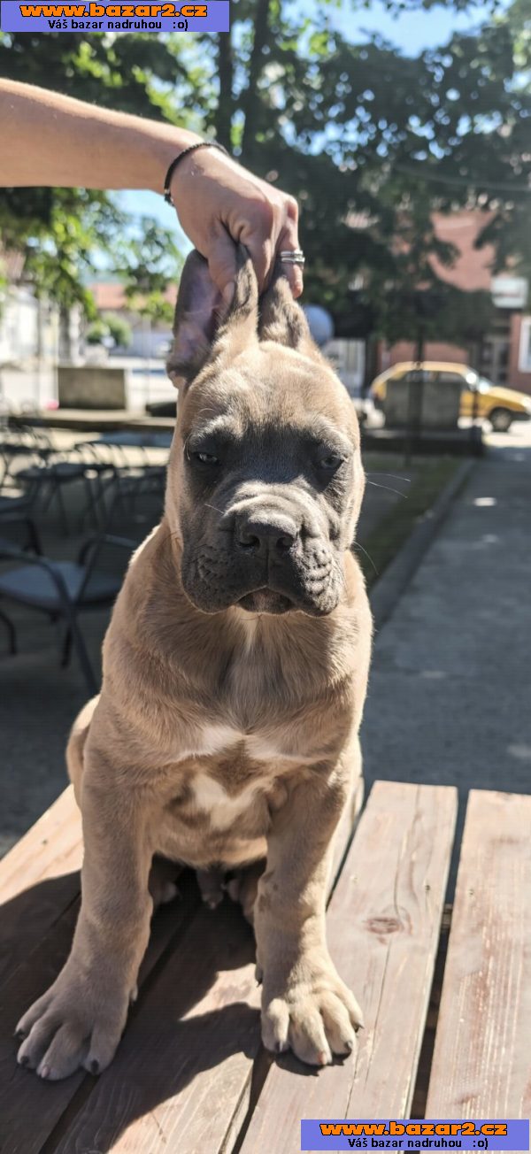 Cane Corso – Krásná formentino štěňata na prodej