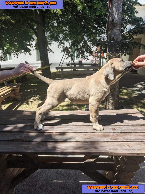 Cane Corso – Krásná formentino štěňata na prodej