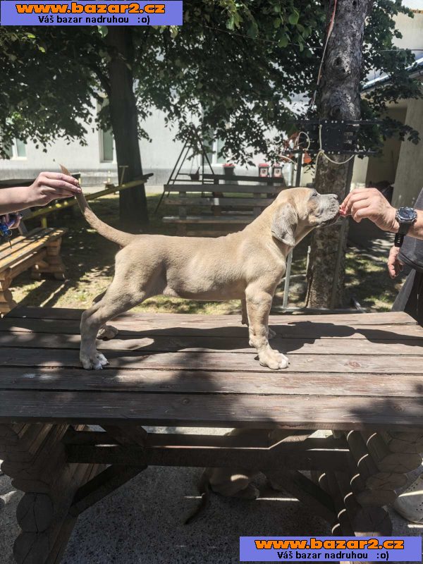 Cane Corso – Krásná formentino štěňata na prodej