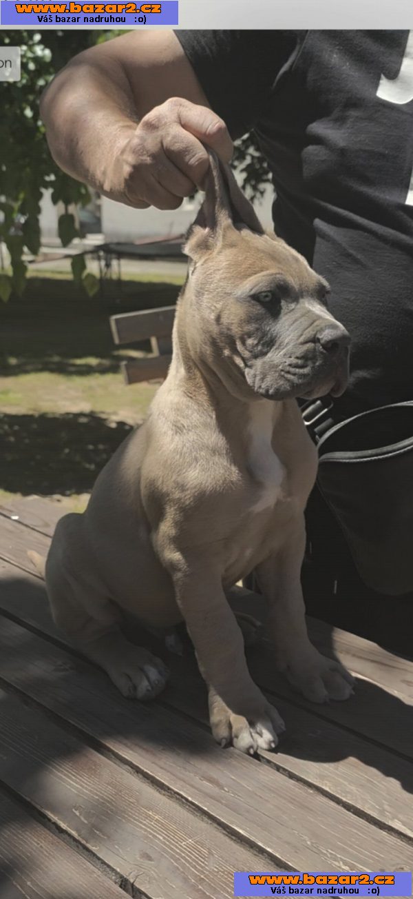 Cane Corso – Krásná formentino štěňata na prodej