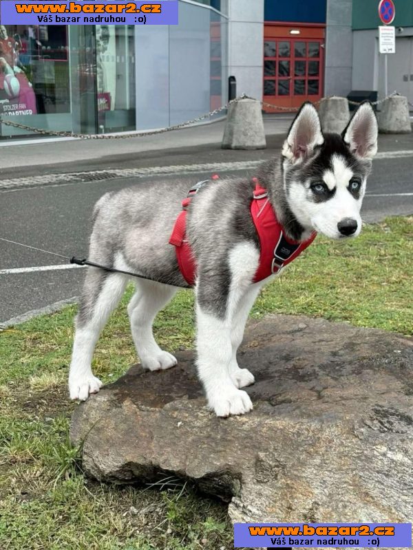 Štěňata sibiřského huskyho -2, inzerce-cz.cz Štěňata sibiřského huskyho