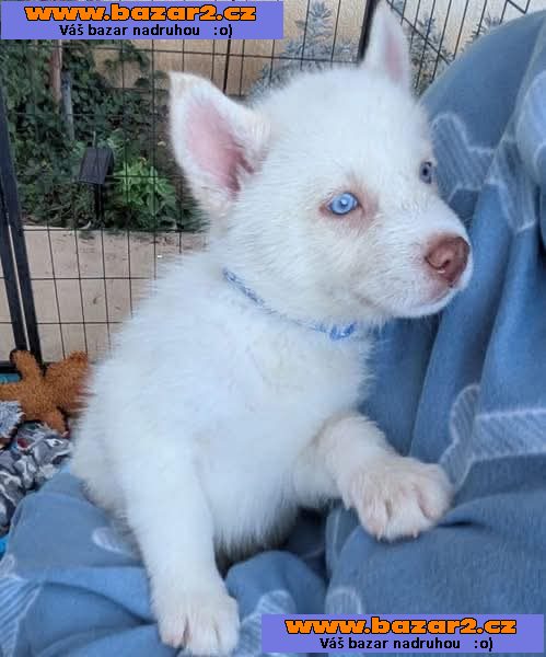 Štěňata sibiřského huskyho -4, inzerce-cz.cz Štěňata sibiřského huskyho