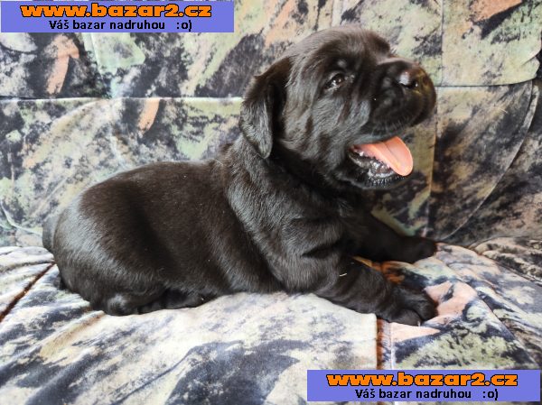 Labradorský retriever