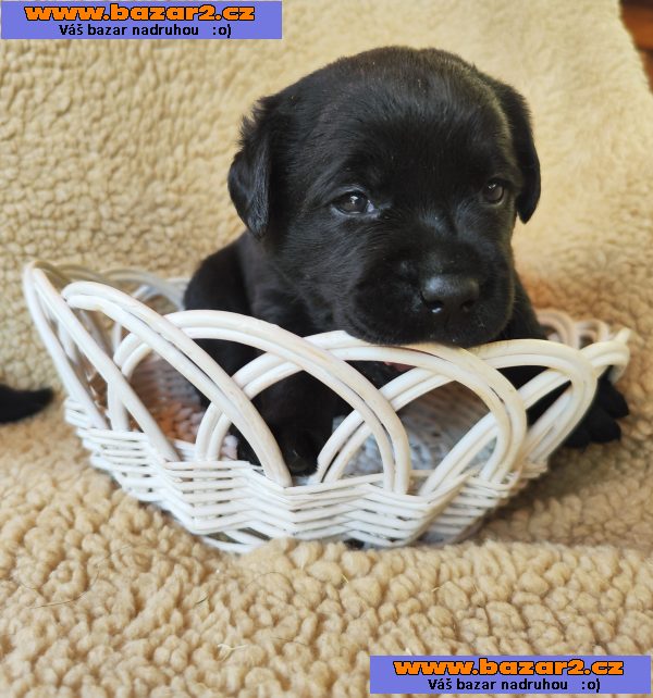 Labradorský retriever