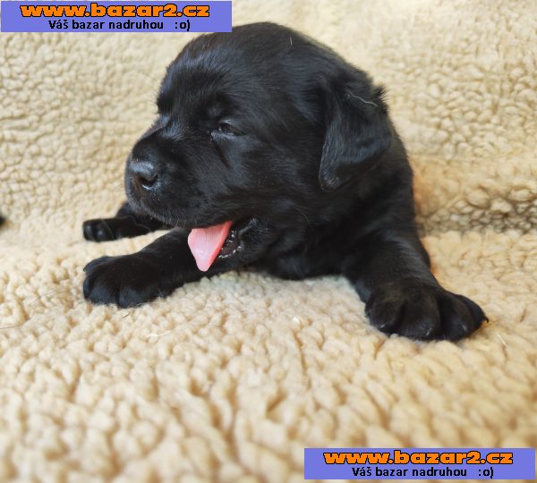 Labradorský retriever