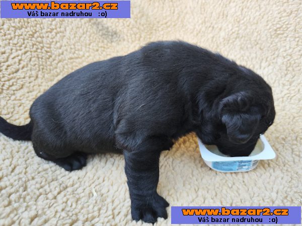 Labradorský retriever
