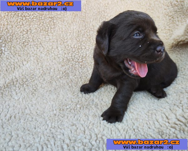 Labradorský retriever