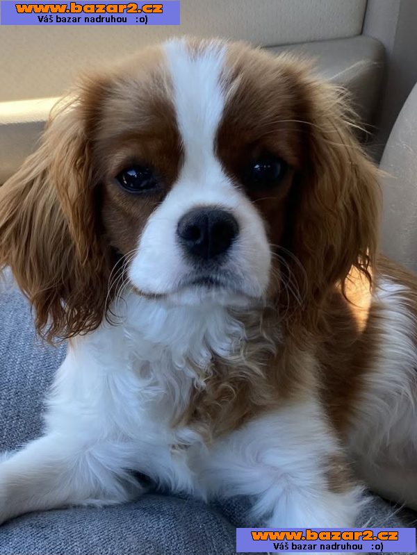Cavalier King Charles španěl štěňátka-2, inzerce-cz.cz Cavalier King Charles španěl štěňátka