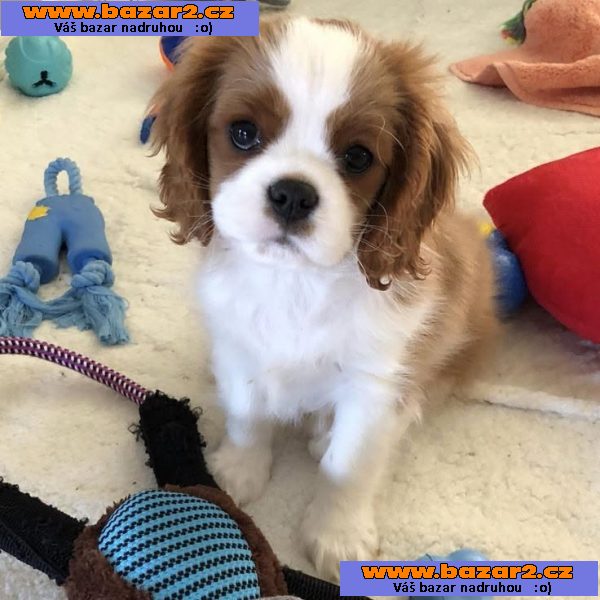 Cavalier King Charles španěl štěňátka-3, inzerce-cz.cz Cavalier King Charles španěl štěňátka
