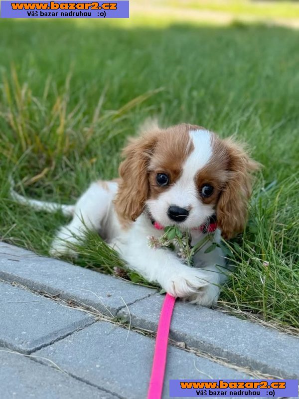 Cavalier King Charles španěl štěňátka-4, inzerce-cz.cz Cavalier King Charles španěl štěňátka