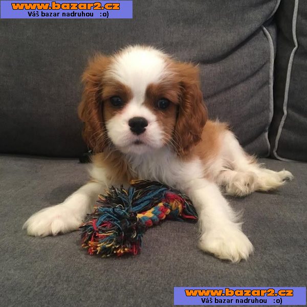 Cavalier King Charles španěl štěňátka-5, inzerce-cz.cz Cavalier King Charles španěl štěňátka