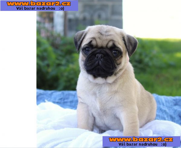 Mops štěňata s průkazem původu