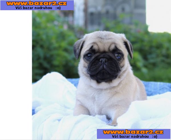 Mops štěňata s průkazem původu