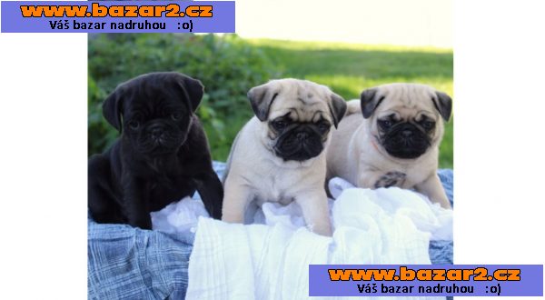 Mops štěňata s průkazem původu