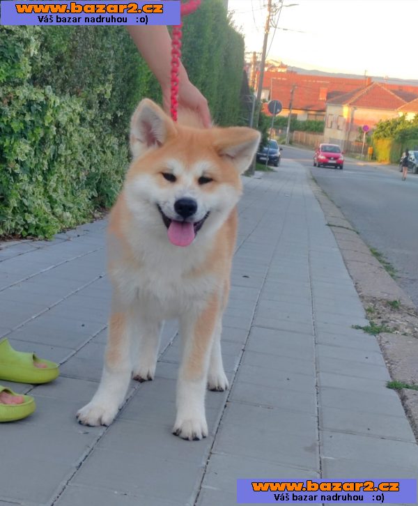 Akita Inu – Krásná štěňata-2, inzerce-cz.cz Akita Inu – Krásná štěňata