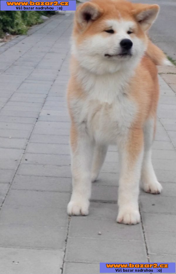 Akita Inu – Krásná štěňata-3, inzerce-cz.cz Akita Inu – Krásná štěňata