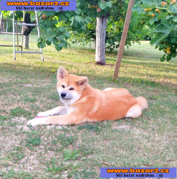Akita Inu – Krásná štěňata-4, inzerce-cz.cz Akita Inu – Krásná štěňata