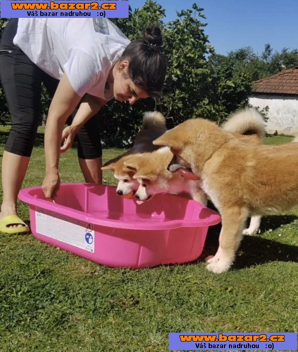 Akita Inu – Krásná štěňata-5, inzerce-cz.cz Akita Inu – Krásná štěňata
