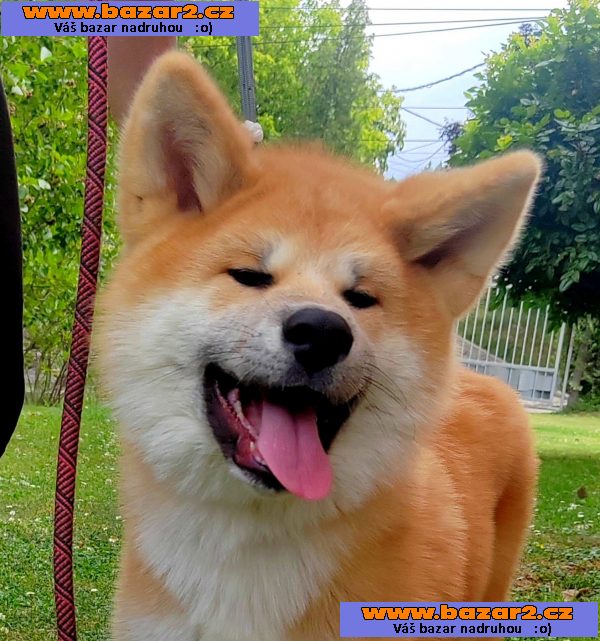Akita Inu – Krásná štěňata-6, inzerce-cz.cz Akita Inu – Krásná štěňata