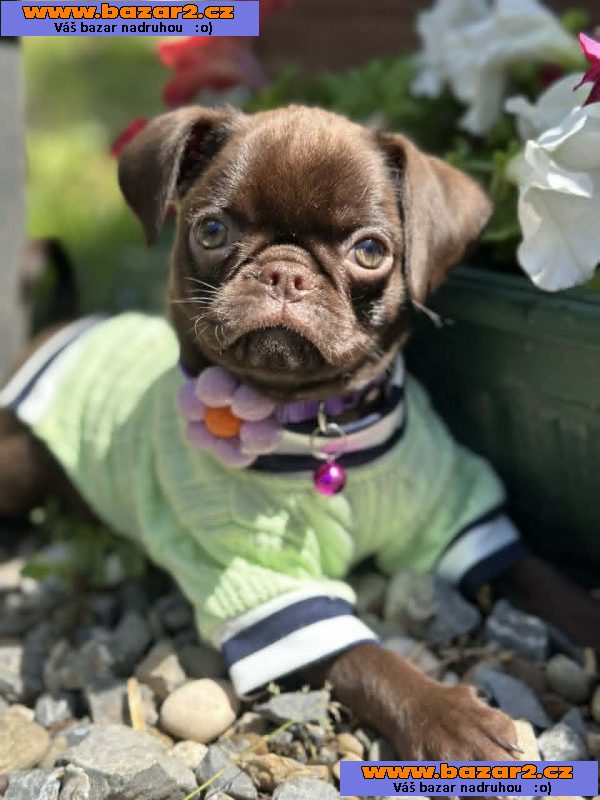 Chocolate Petit Brabancon (Smooth Brussel Griffon)