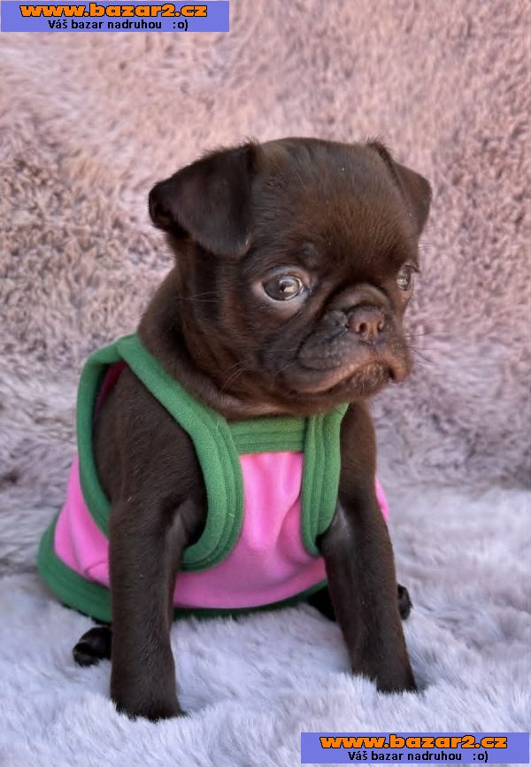 Chocolate Petit Brabancon (Smooth Brussel Griffon)