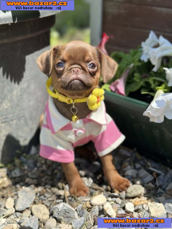 Chocolate Petit Brabancon (Smooth Brussel Griffon)