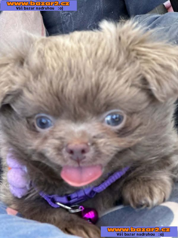 Lilac & chocolate boys chihuahua-2, inzerce-cz.cz Lilac & chocolate boys chihuahua