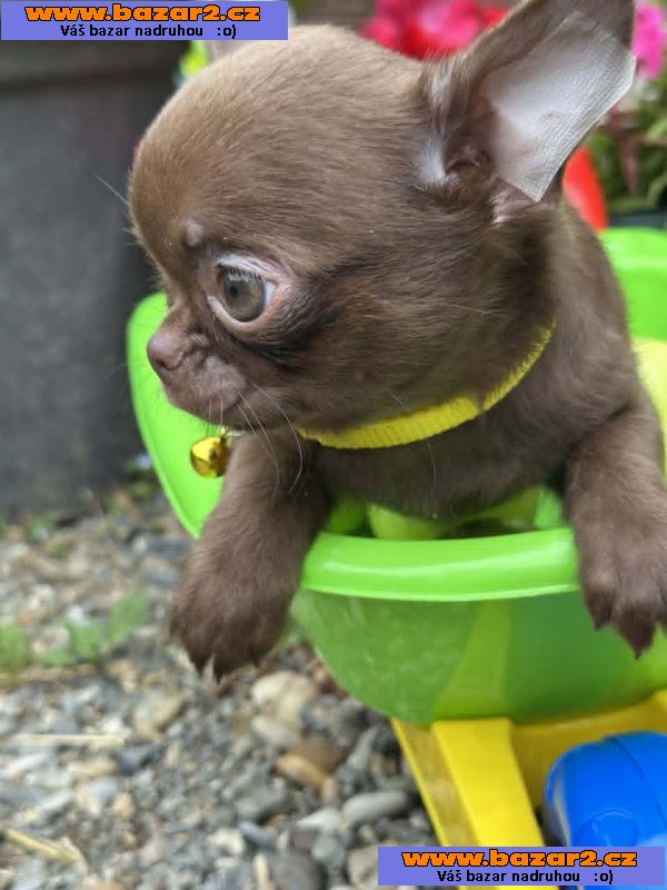 Lilac & chocolate boys chihuahua-3, inzerce-cz.cz Lilac & chocolate boys chihuahua