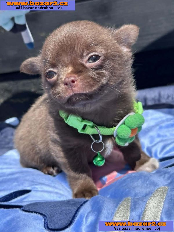 Lilac & chocolate boys chihuahua-4, inzerce-cz.cz Lilac & chocolate boys chihuahua
