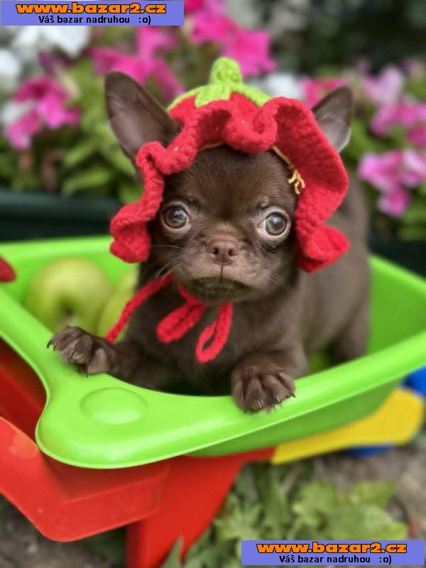 Lilac & chocolate boys chihuahua-5, inzerce-cz.cz Lilac & chocolate boys chihuahua