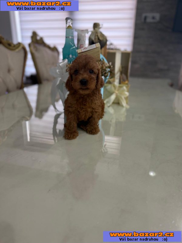 Goldendoodle Krásná štěňata-2, inzerce-cz.cz Goldendoodle Krásná štěňata