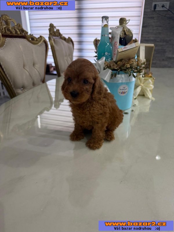 Goldendoodle Krásná štěňata-3, inzerce-cz.cz Goldendoodle Krásná štěňata