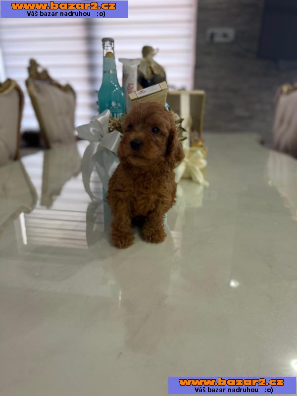 Goldendoodle Krásná štěňata-4, inzerce-cz.cz Goldendoodle Krásná štěňata