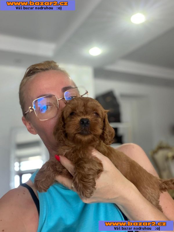 Goldendoodle Krásná štěňata-5, inzerce-cz.cz Goldendoodle Krásná štěňata