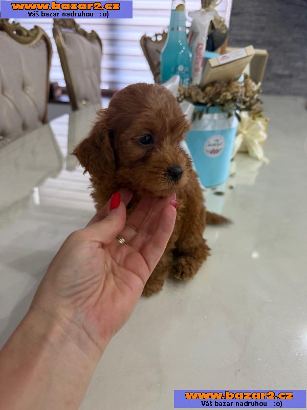 Goldendoodle Krásná štěňata-6, inzerce-cz.cz Goldendoodle Krásná štěňata