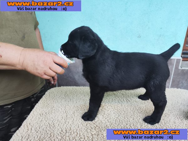 Labradorský retriever-2, inzerce-cz.cz Labradorský retriever