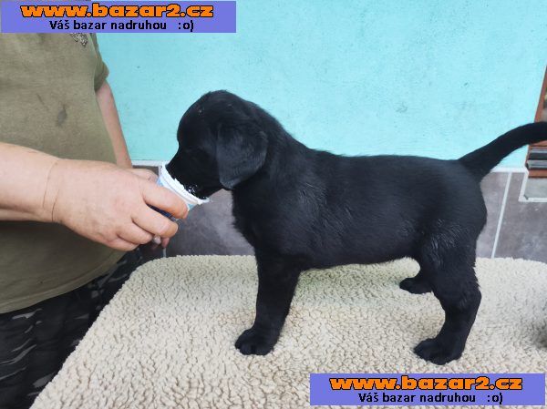Labradorský retriever-3, inzerce-cz.cz Labradorský retriever