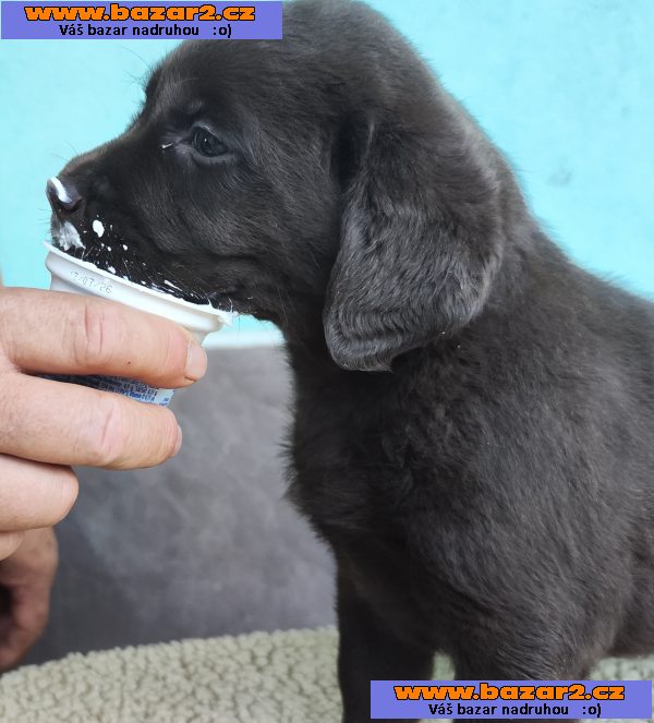 Labradorský retriever-4, inzerce-cz.cz Labradorský retriever