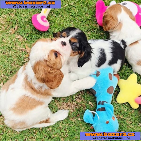 Cavalier King Charles Spaniel-2, inzerce-cz.cz Cavalier King Charles Spaniel