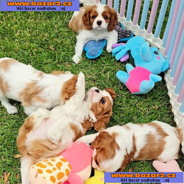 Cavalier King Charles Spaniel-3, inzerce-cz.cz Cavalier King Charles Spaniel
