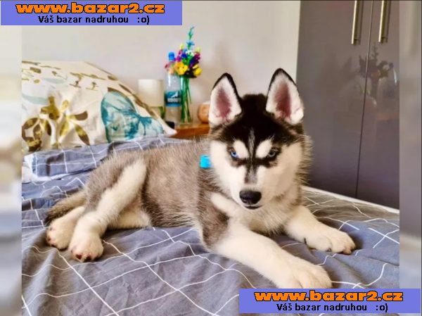 Sibiřský husky s PP-4, inzerce-cz.cz Sibiřský husky s PP