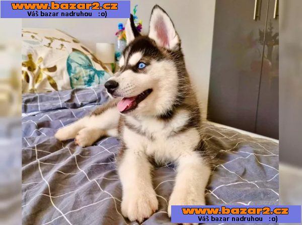 Sibiřský husky s PP-5, inzerce-cz.cz Sibiřský husky s PP