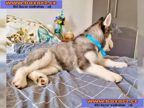 Sibiřský husky s PP-6, inzerce-cz.cz Sibiřský husky s PP