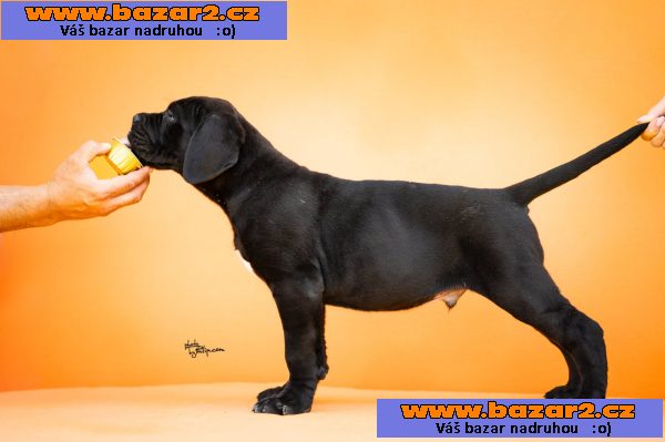 Cane Corso – Krásná štěňata-2, inzerce-cz.cz Cane Corso – Krásná štěňata